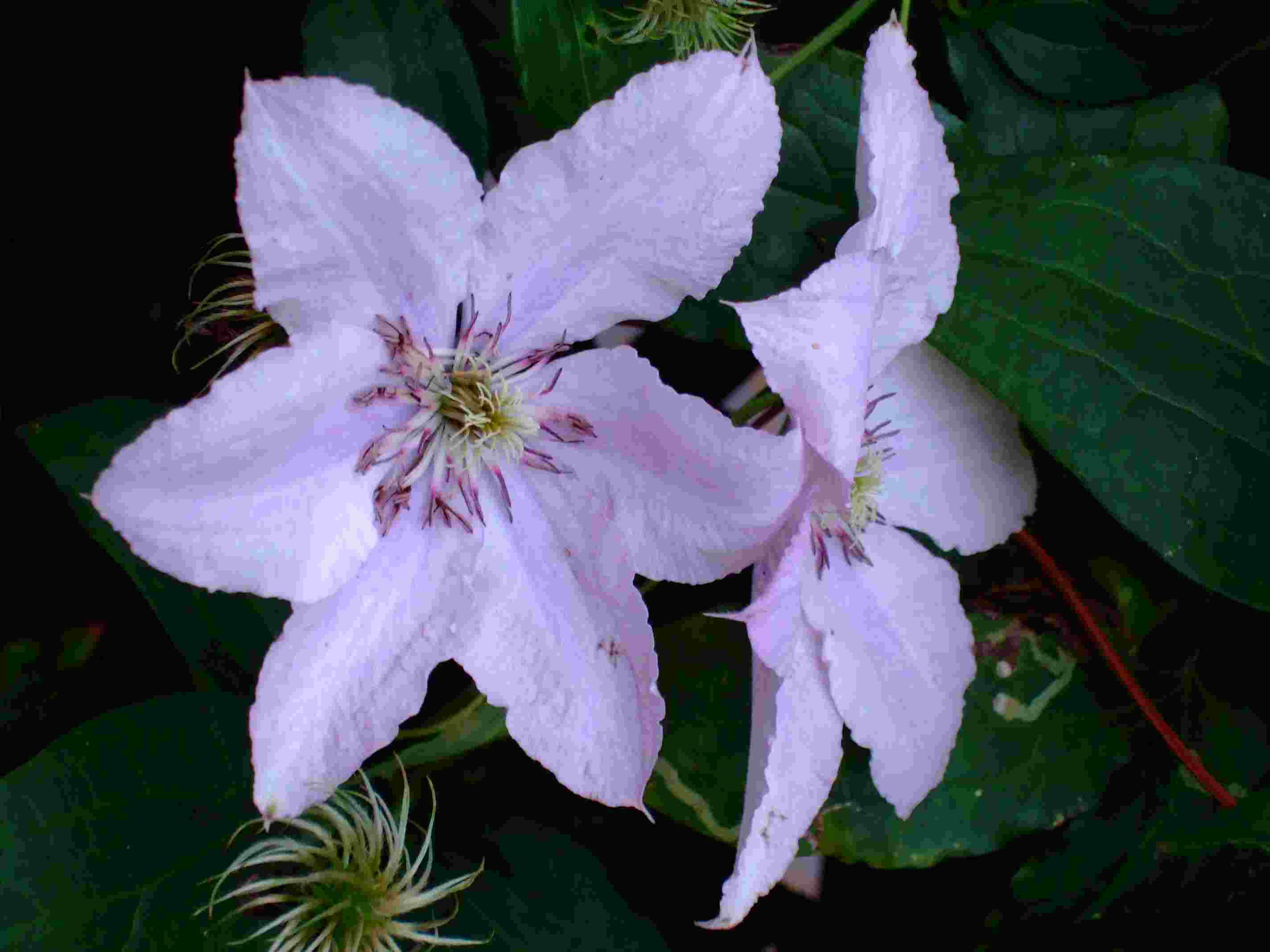 clematis