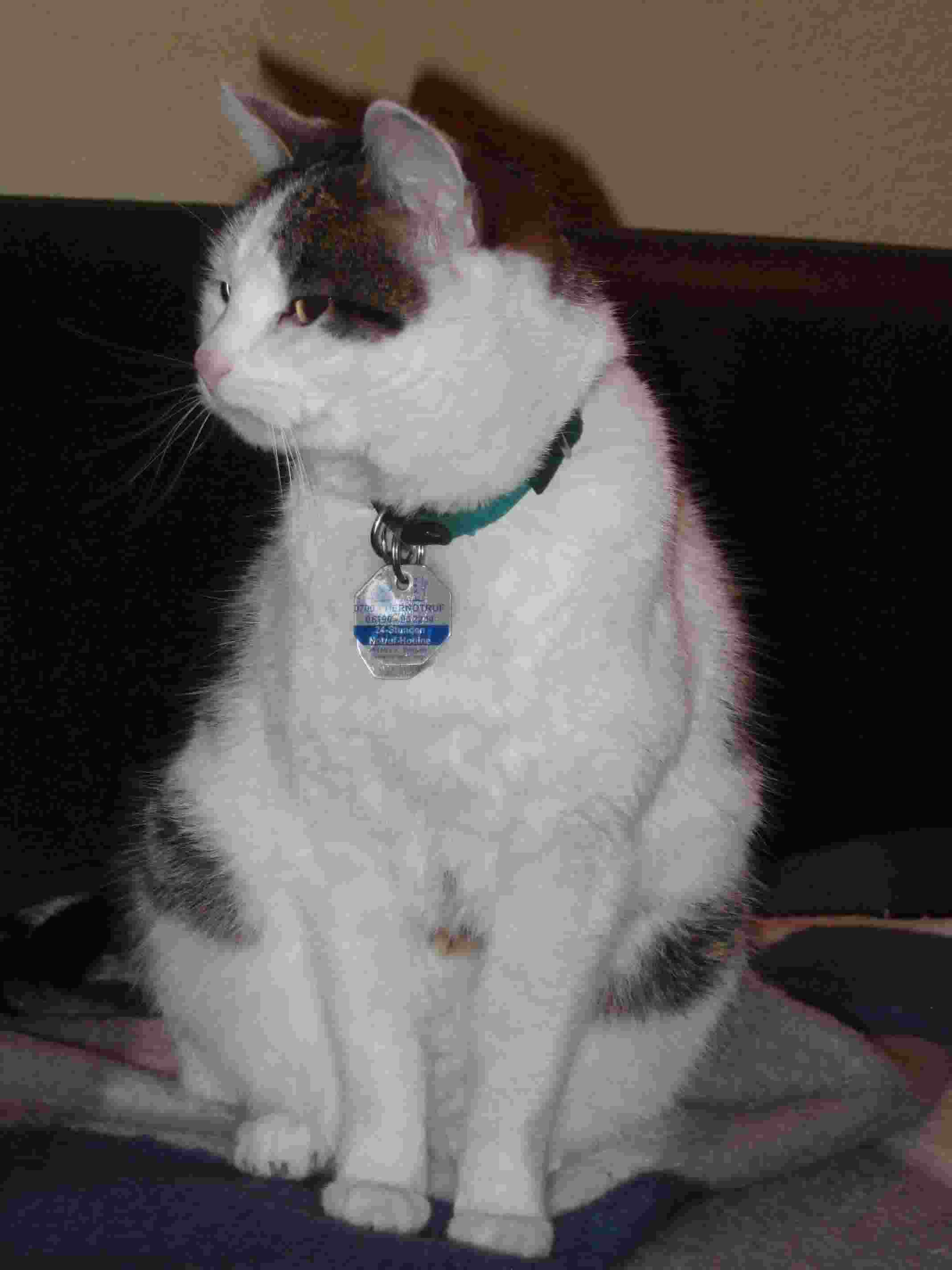 lucy